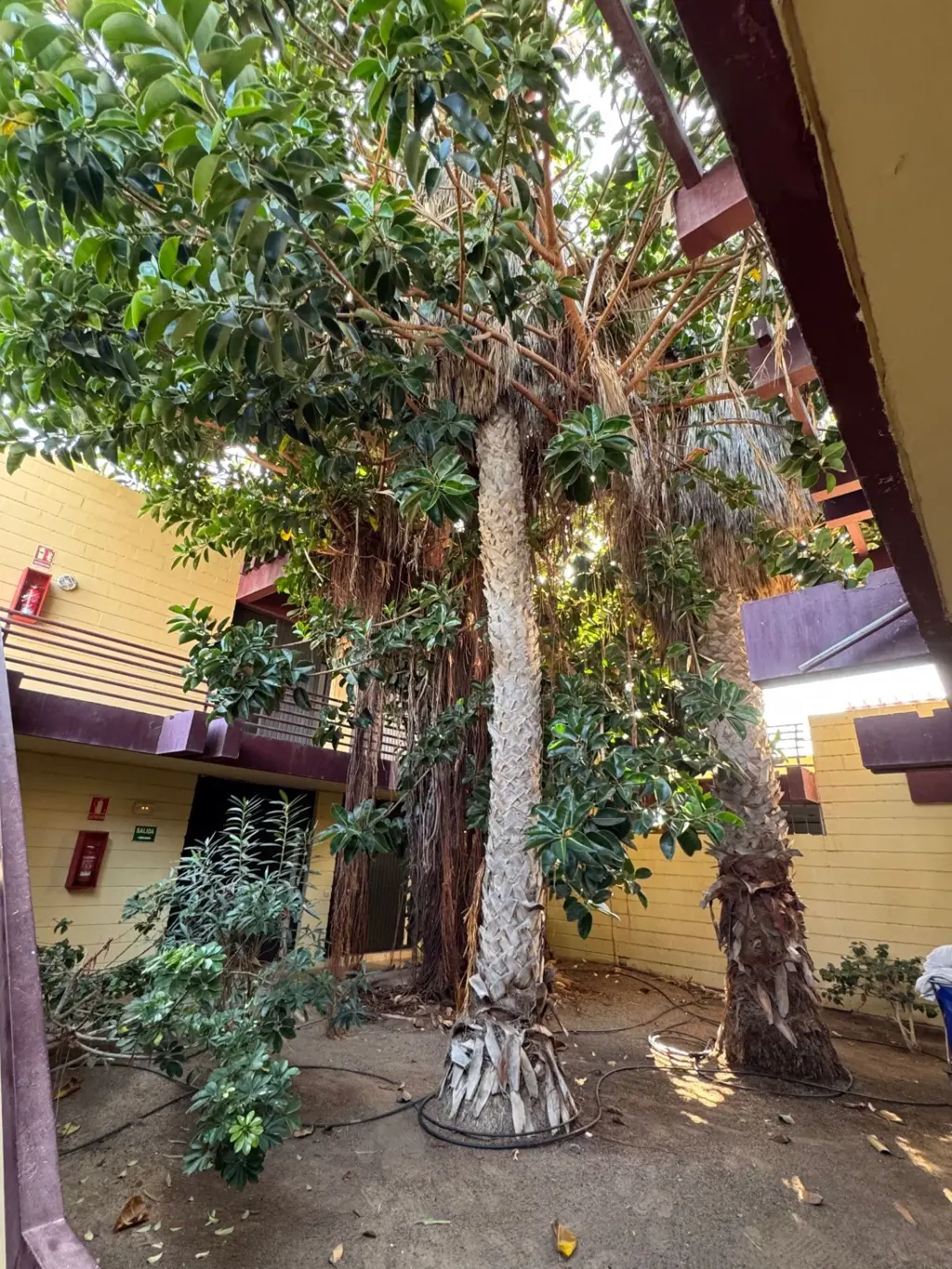 Image of Apartment for sale in Costa del Silencio, Palia Don Pedro